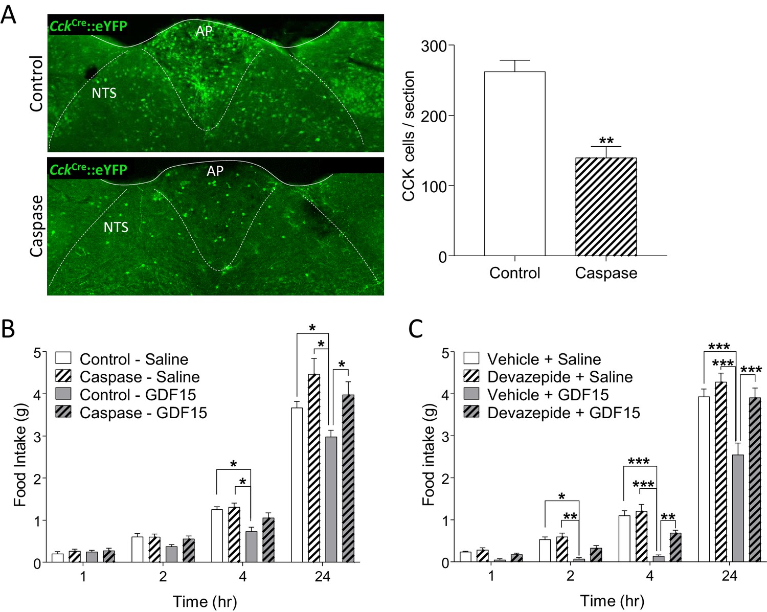 Figures And Data In The Cytokine Gdf Signals Through A Population Of