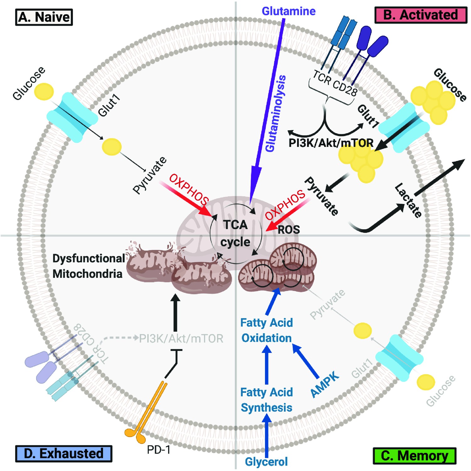 how-long-can-someone-live-with-stage-4-colorectal-cancer