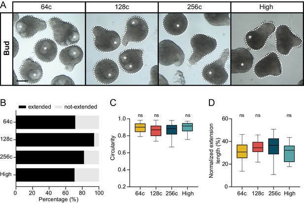 Figures and data in Zebrafish embryonic explants undergo genetically ...