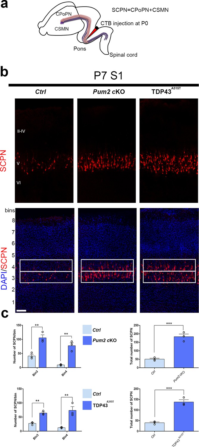 Pum2 and TDP-43 refine area-specific cytoarchitecture post