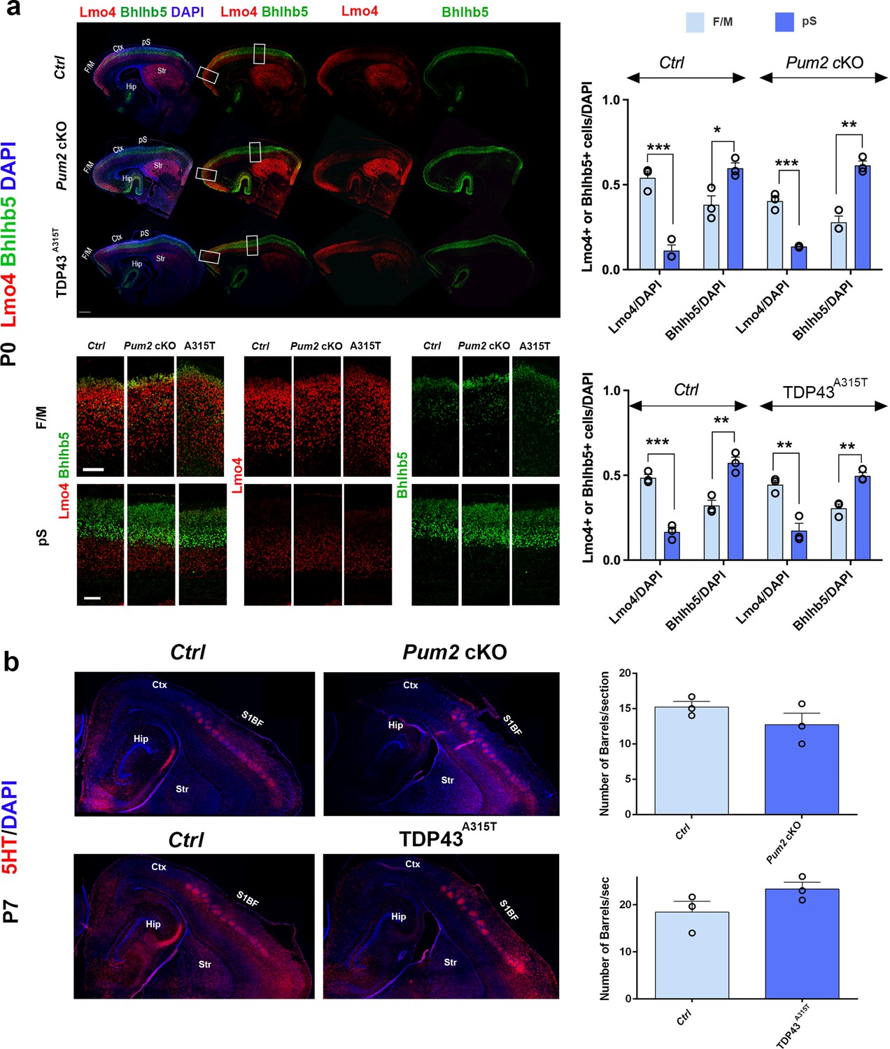 pocopocopocorinページ Pum2 and TDP-43 refine area-specific cytoarchitecture post