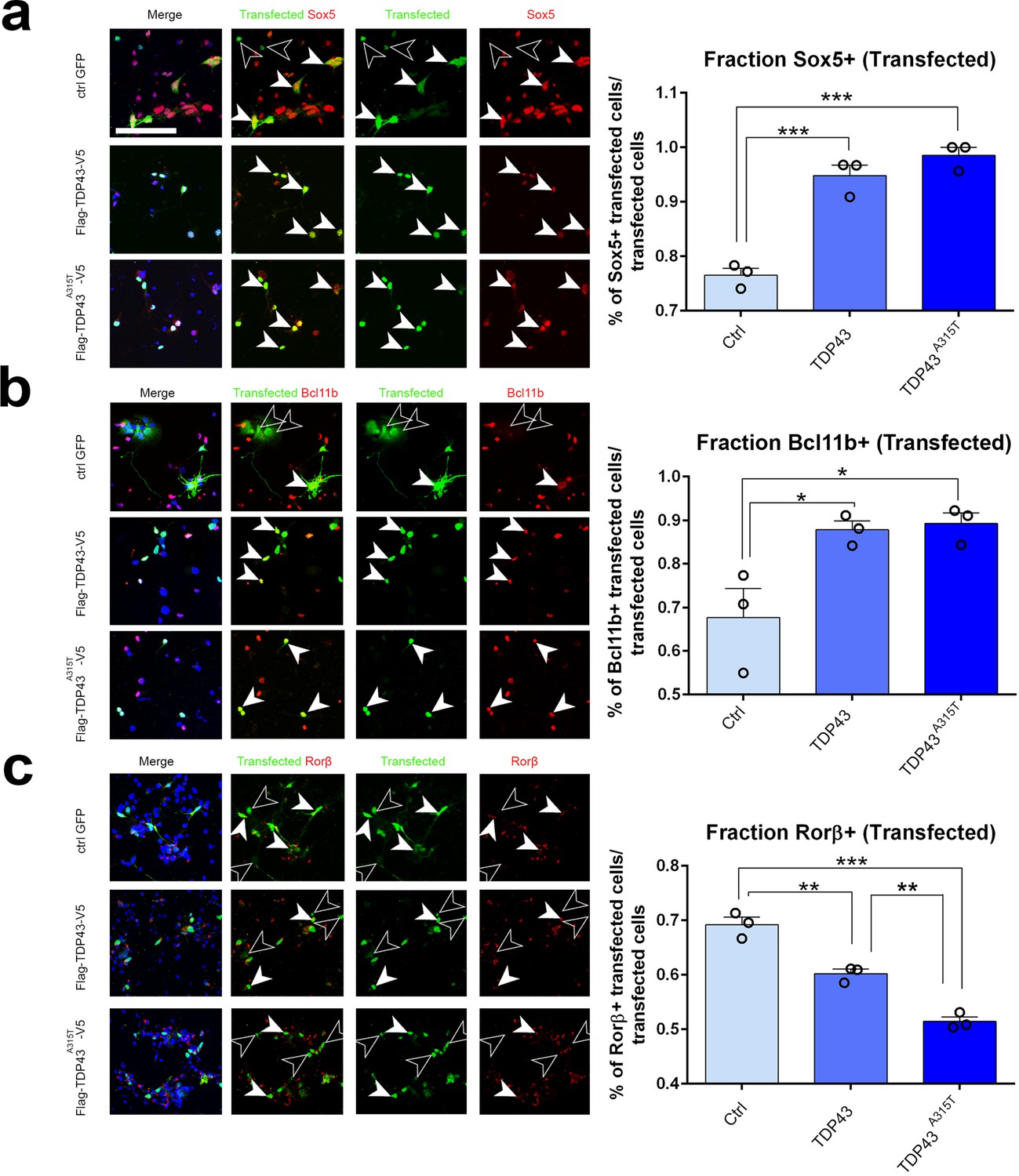 Pum2 and TDP-43 refine area-specific cytoarchitecture post