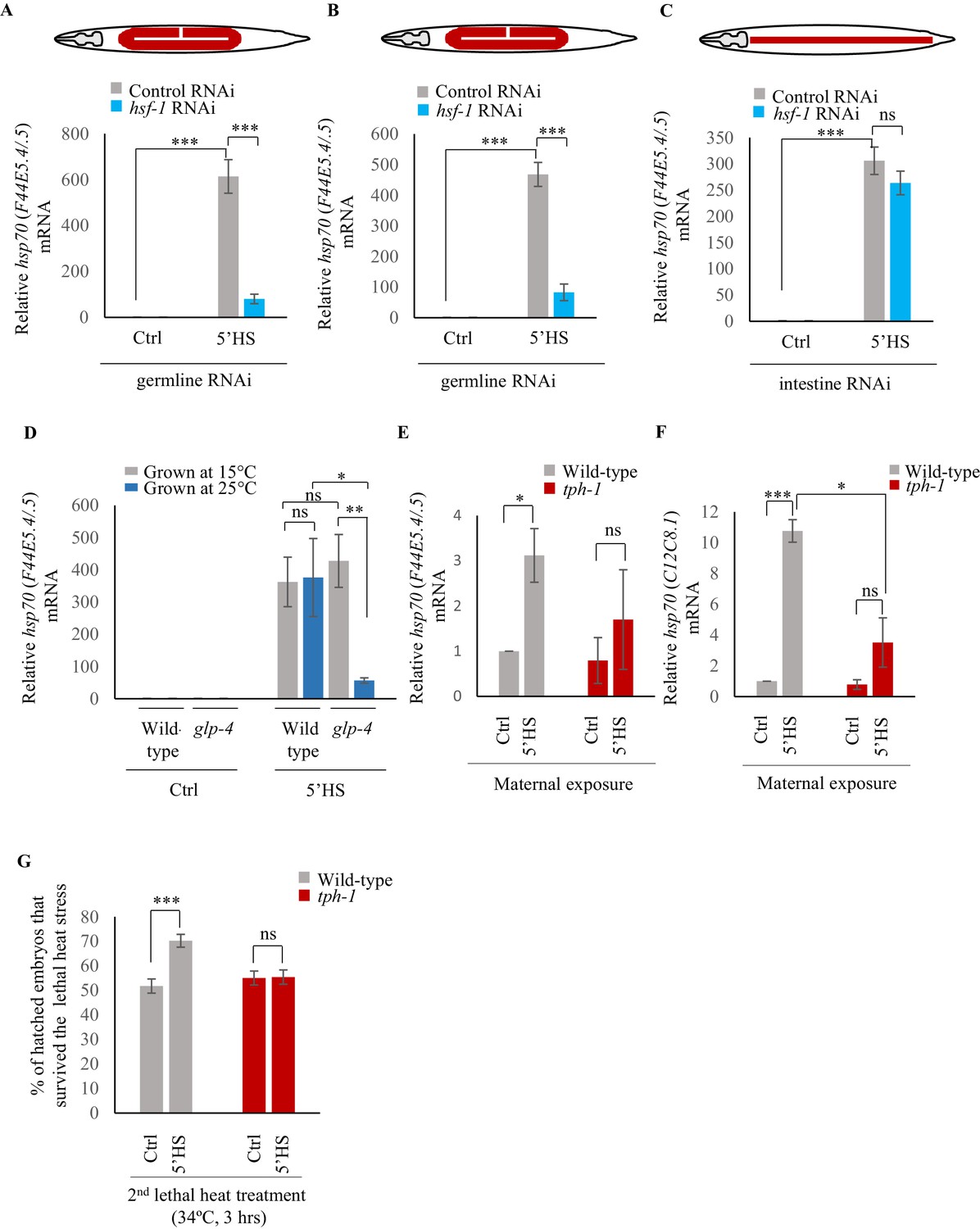 Serotonin signaling by maternal neurons upon stress ensures