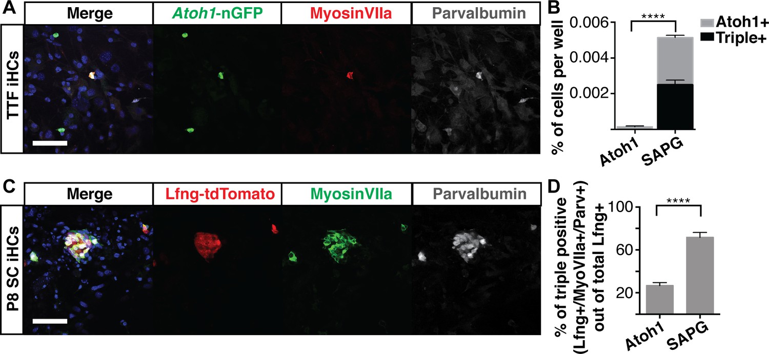 Figures And Data In Generation Of Inner Ear Hair Cells By Direct ...