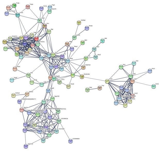 Heterogeneity of proteome dynamics between connective tissue phases of ...