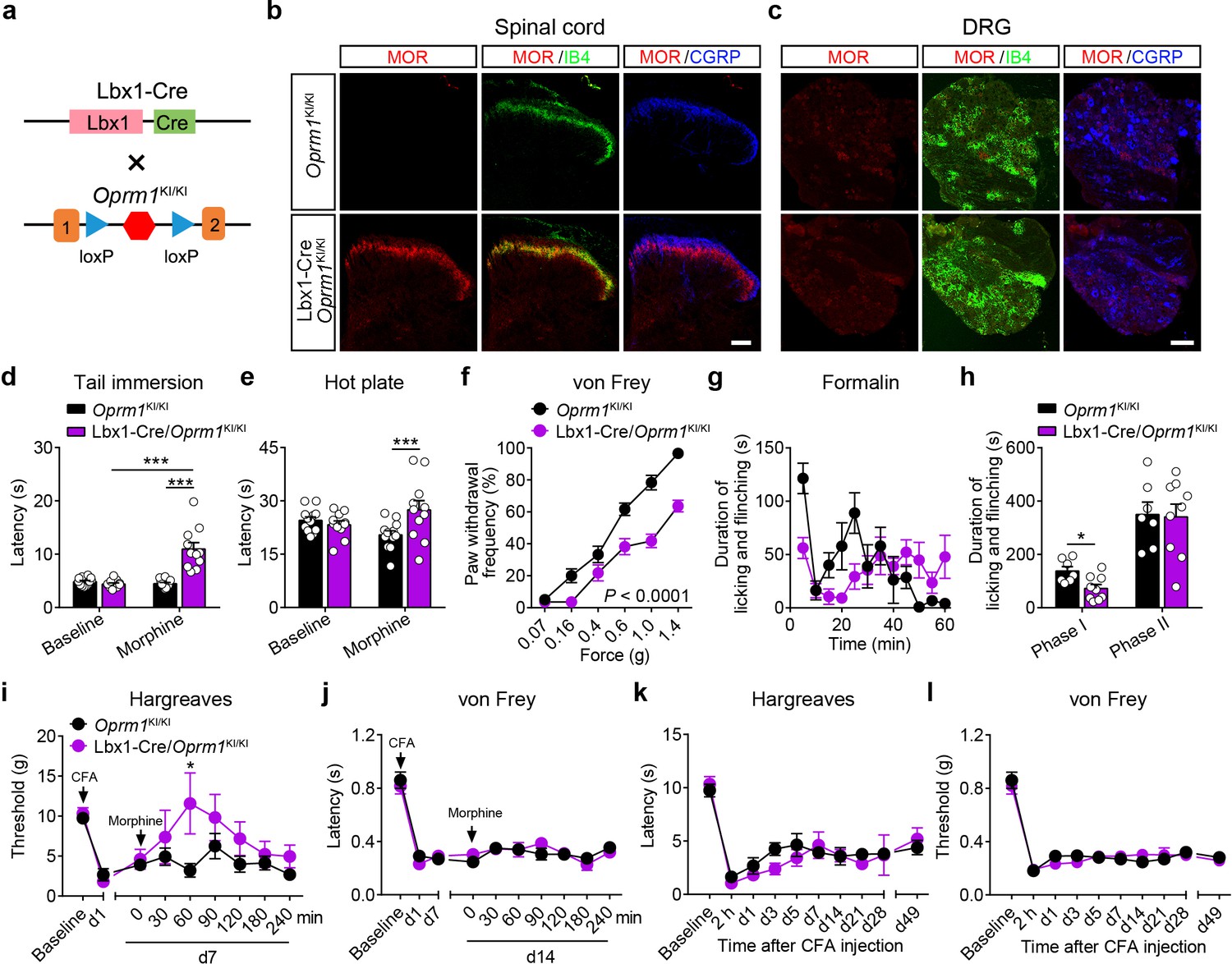 Different neuronal populations mediate inflammatory pain analgesia by ...