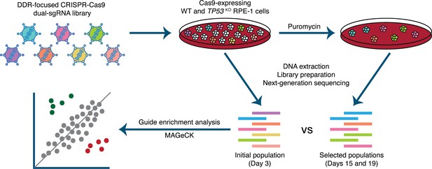 Parallel CRISPR-Cas9 screens clarify impacts of p53 on screen ...