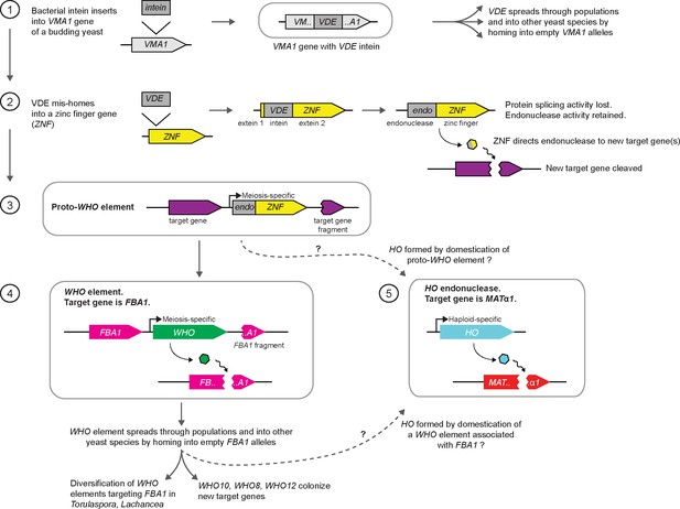 Figures and data in The yeast mating-type switching endonuclease HO is ...