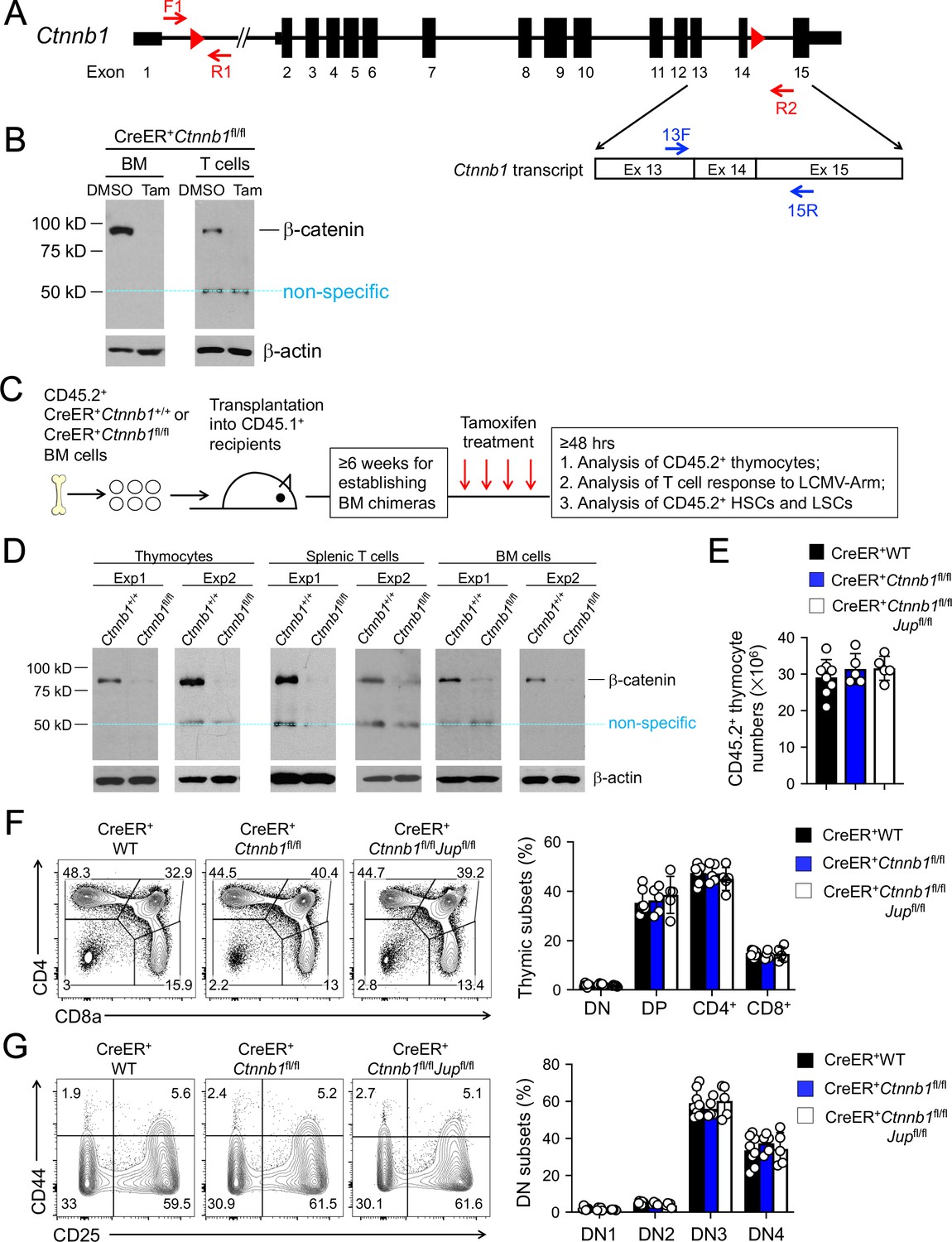 B Catenin And G Catenin Are Dispensable For T Lymphocytes And Aml Leukemic Stem Cells Elife