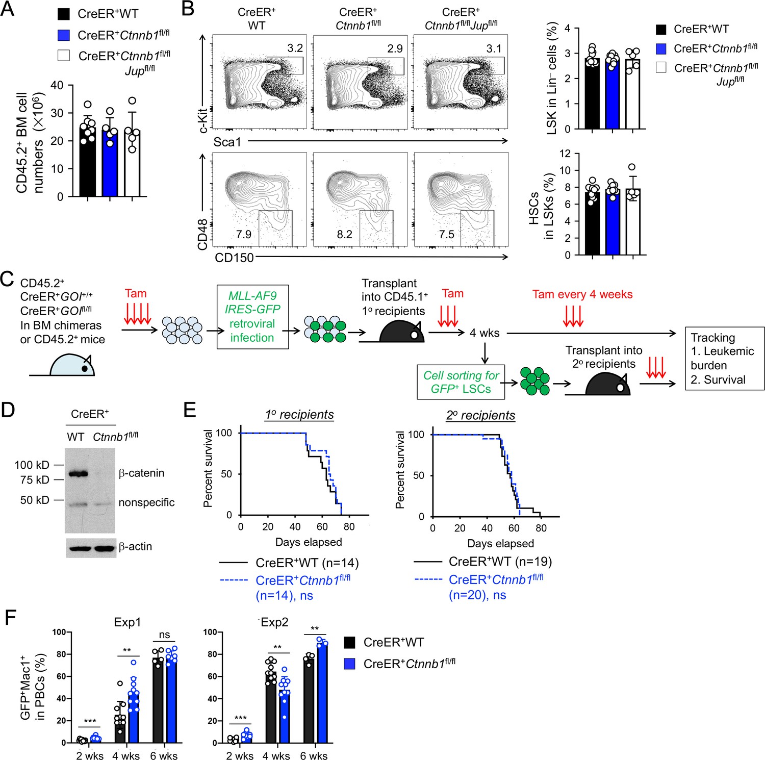 B Catenin And G Catenin Are Dispensable For T Lymphocytes And Aml Leukemic Stem Cells Elife