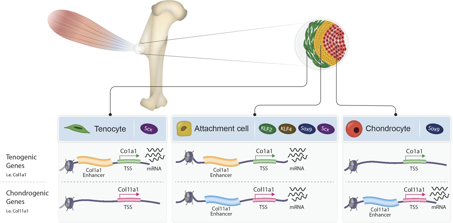 Bi-fated tendon-to-bone attachment cells are regulated by Bi-fated tendon-to-bone attachment cells are regulated by