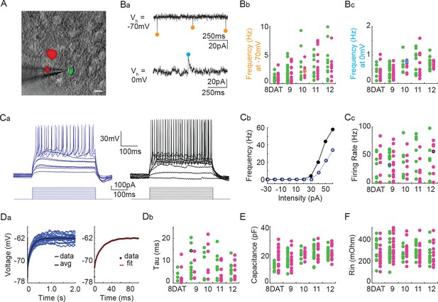 Clustered gamma-protocadherins regulate cortical interneuron programmed ...