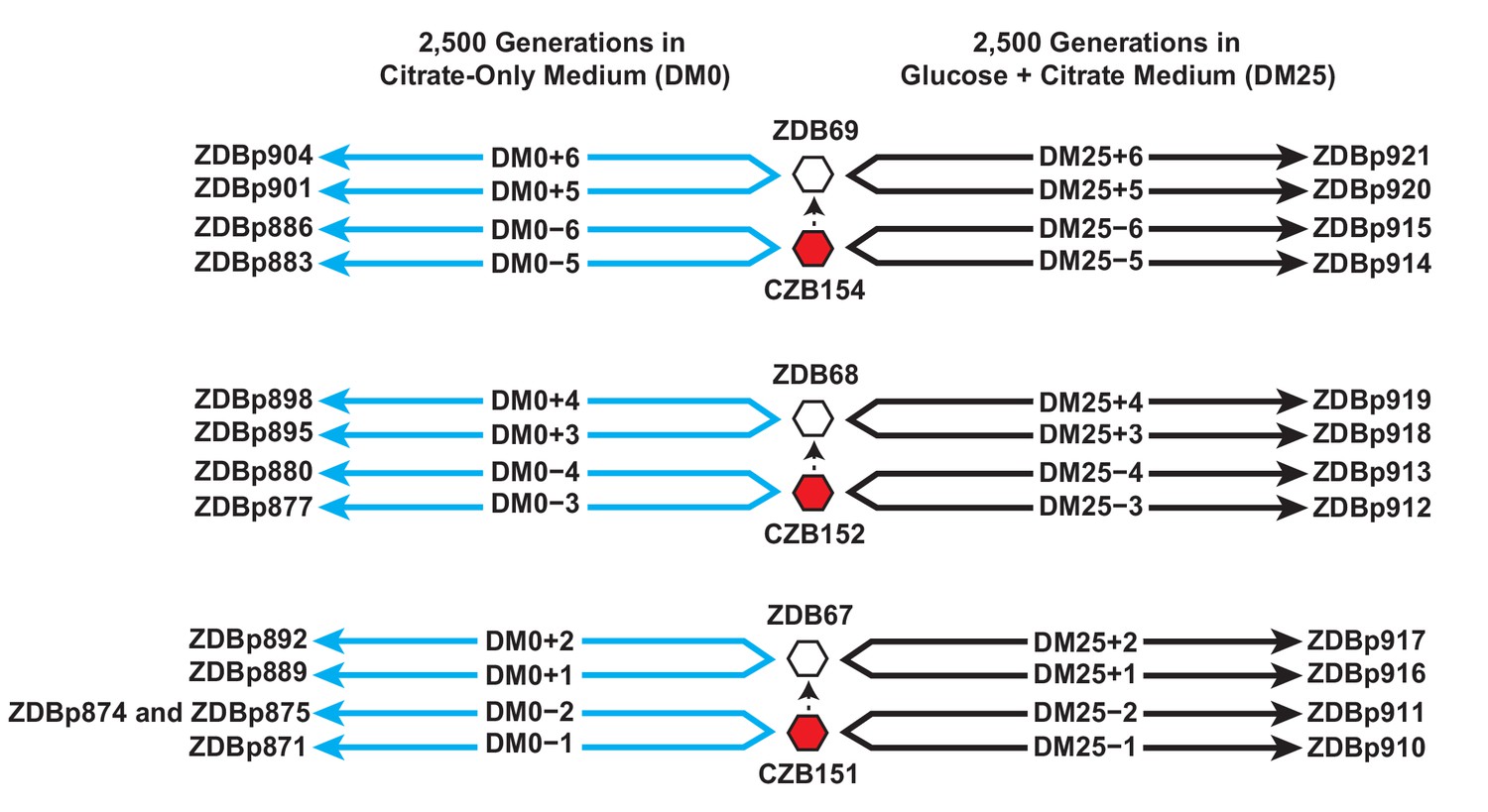 Figures and data in Genomic and phenotypic evolution of Escherichia ...