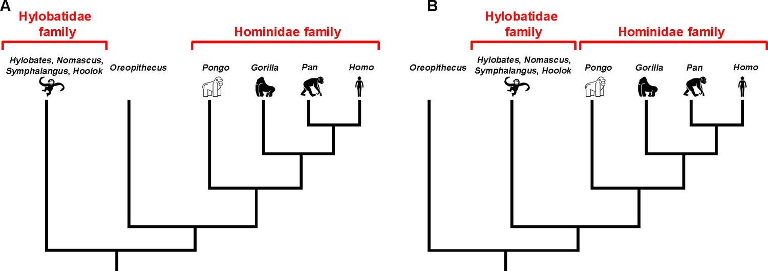 Simple Primate Phylogenetic Tree