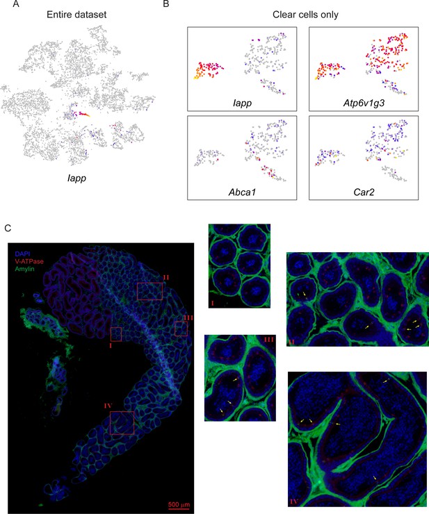 Figures and data in An atlas of cell types in the mouse epididymis and ...