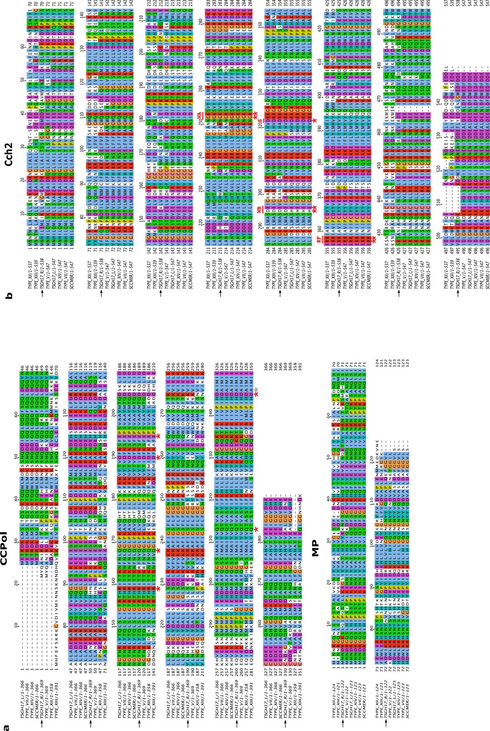 A novel DNA primase-helicase pair encoded by SCCmec elements | eLife