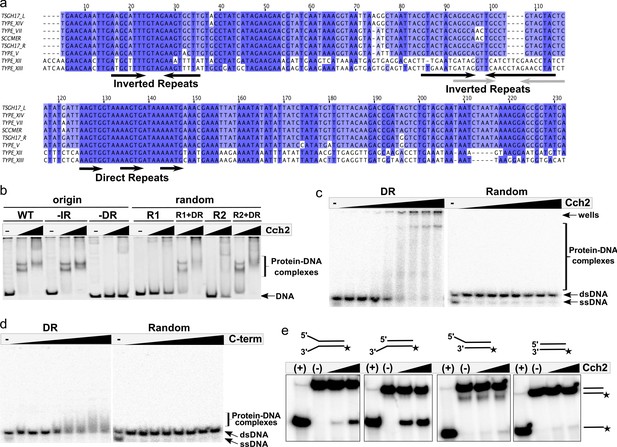 A novel DNA primase-helicase pair encoded by SCCmec elements | eLife