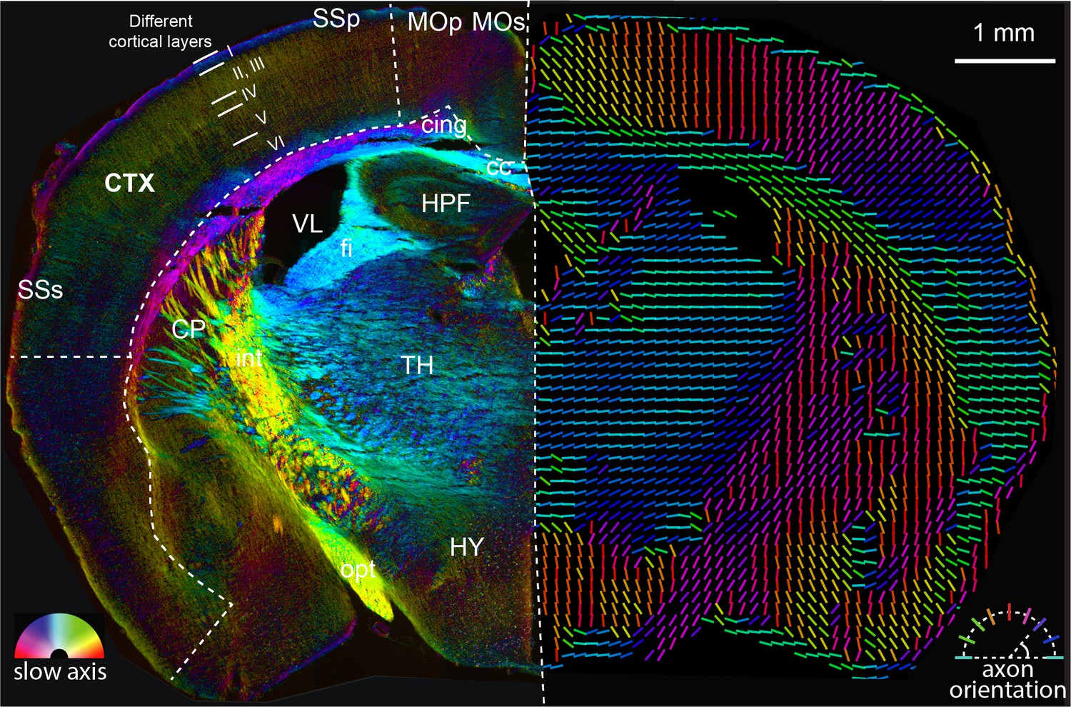 Revealing Architectural Order With Quantitative Label Free Imaging And