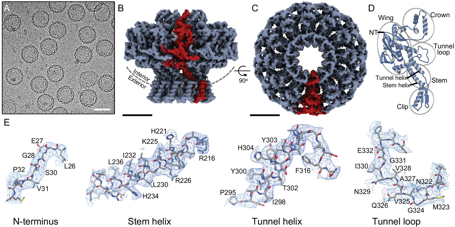 Cryo Em Structure In Situ Reveals A Molecular Switch That Safeguards Virus Against Genome Loss Elife