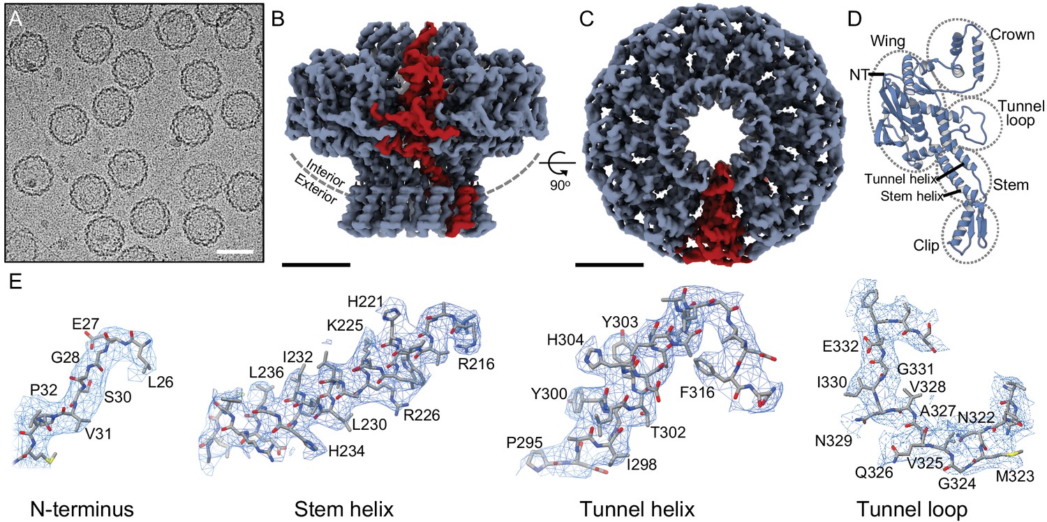 Figures And Data In Cryo-EM Structure In Situ Reveals A Molecular ...