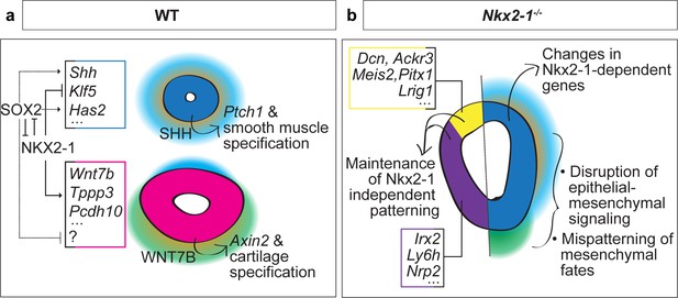 Delineating The Early Transcriptional Specification Of The Mammalian