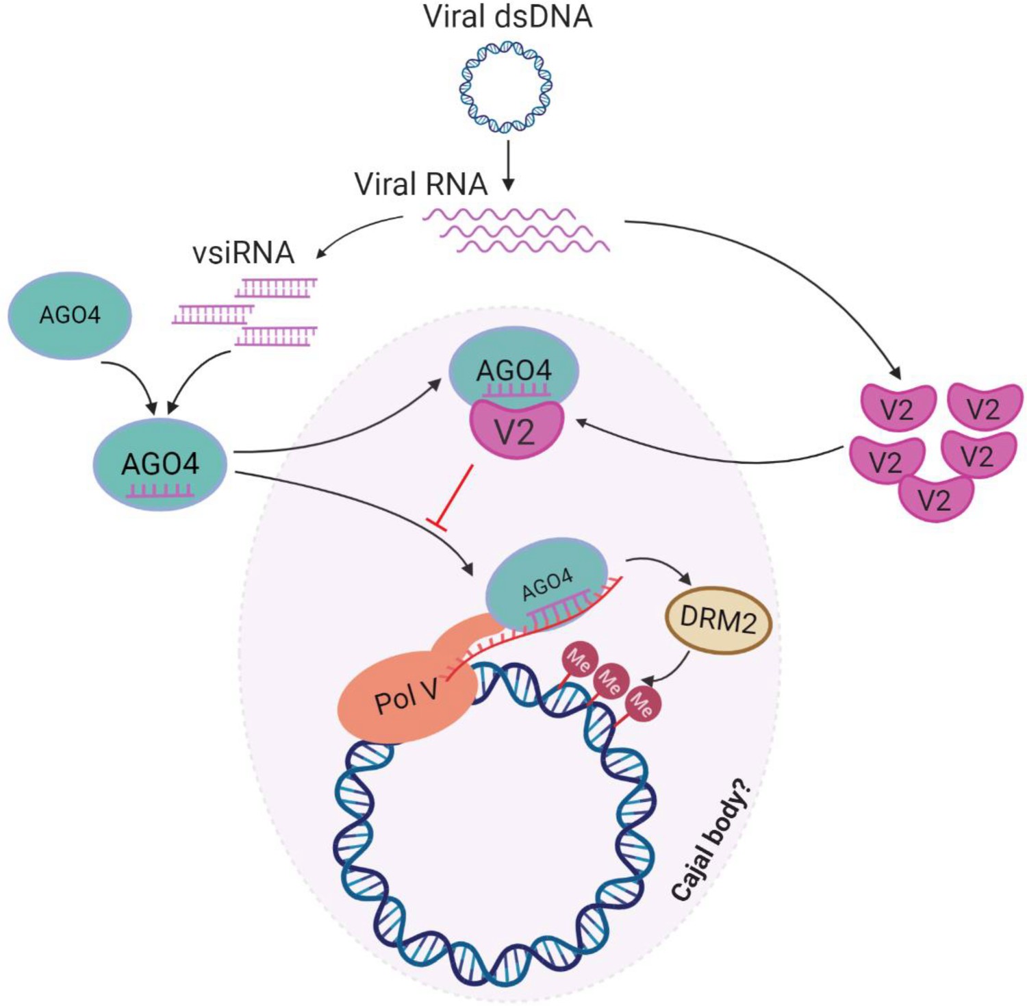 A virus-encoded protein suppresses methylation of the viral genome through  its interaction with AGO4 in the Cajal body