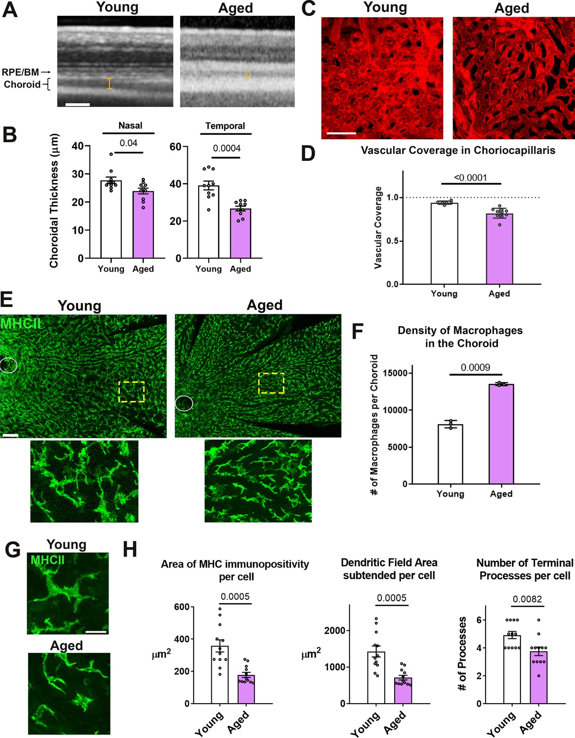 Figures And Data In CSF1R Blockade Induces Macrophage Ablation And