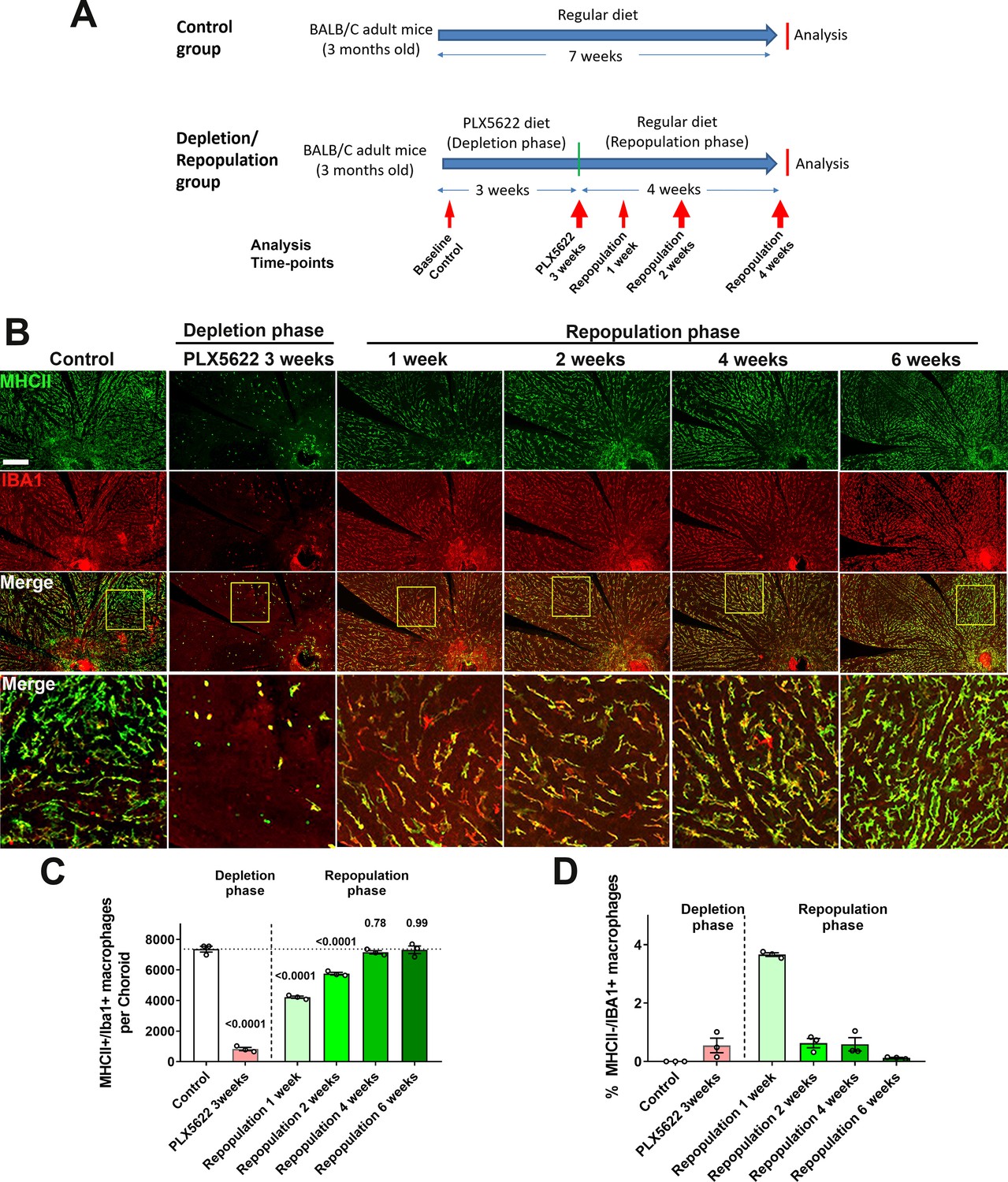 CSF1R blockade induces macrophage ablation and results in