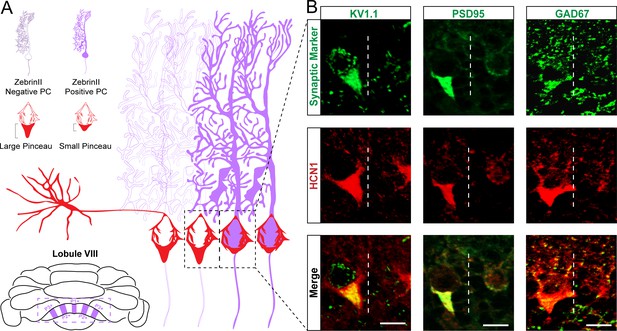 Figures and data in Purkinje cell neurotransmission patterns cerebellar ...