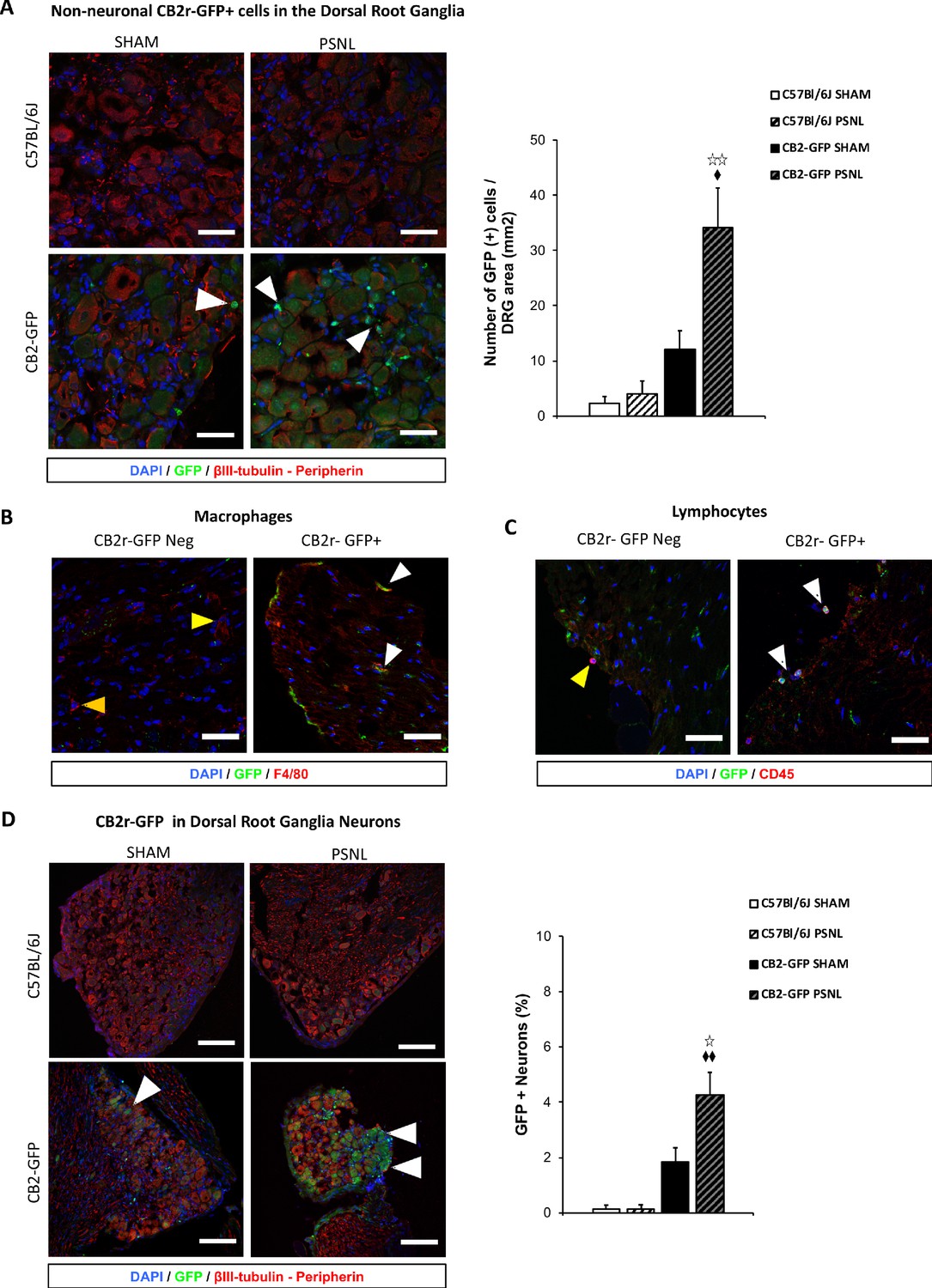 メイ Protective role of neuronal and lymphoid cannabinoid CB2