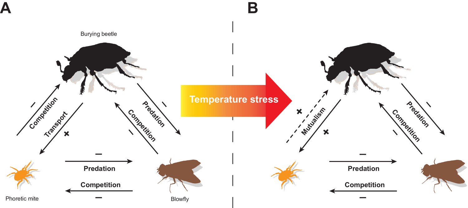 Temperature stress induces mites to help their carrion