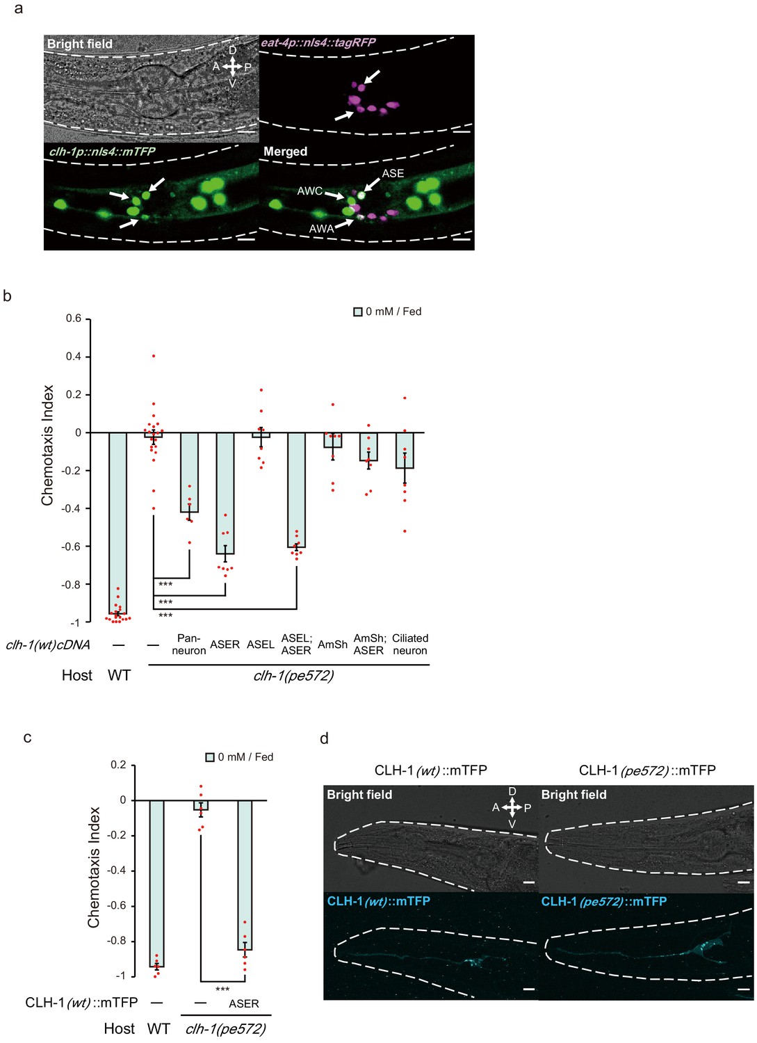 Figures And Data In Roles Of The ClC Chloride Channel CLH 1 In Food