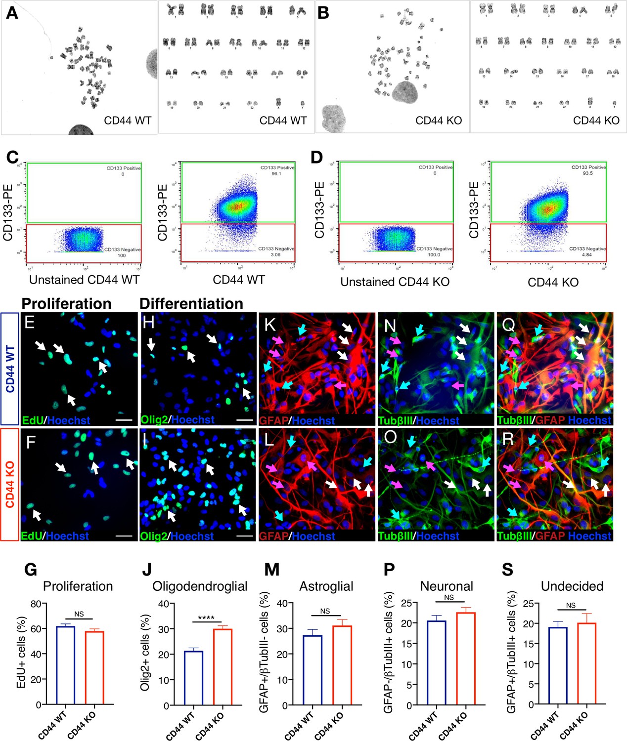 Figures and data in Novel C1q receptor-mediated signaling controls ...