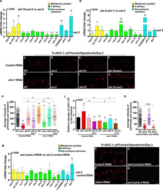 Figures and data in Lysosome activity is modulated by multiple ...