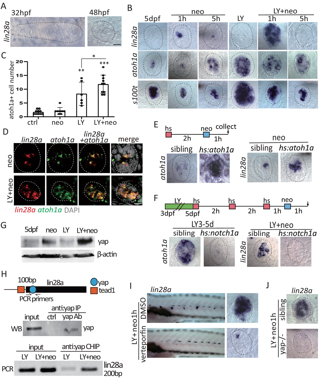 Yap-lin28a axis targets let7-Wnt pathway to restore