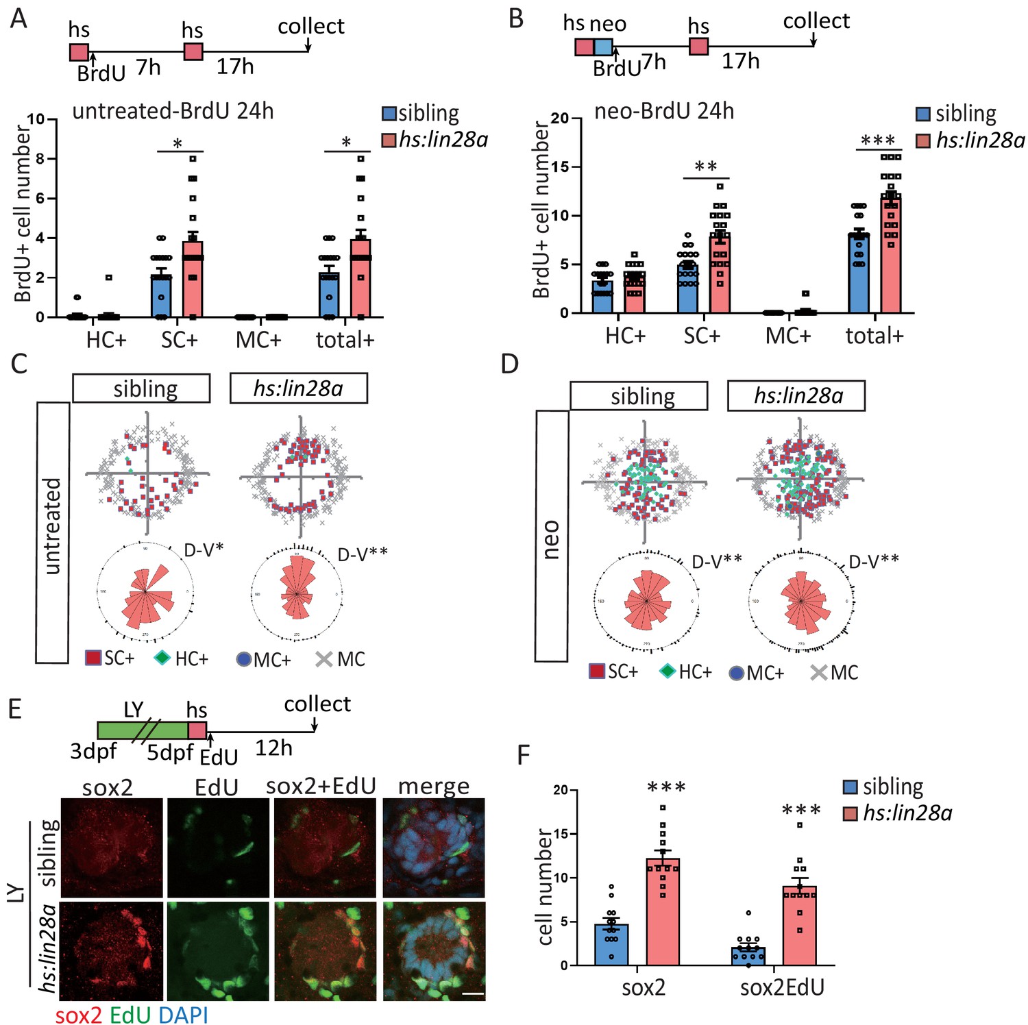 Yap-lin28a axis targets let7-Wnt pathway to restore
