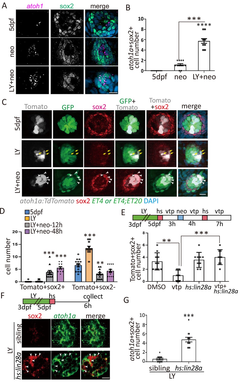 Yap-lin28a axis targets let7-Wnt pathway to restore