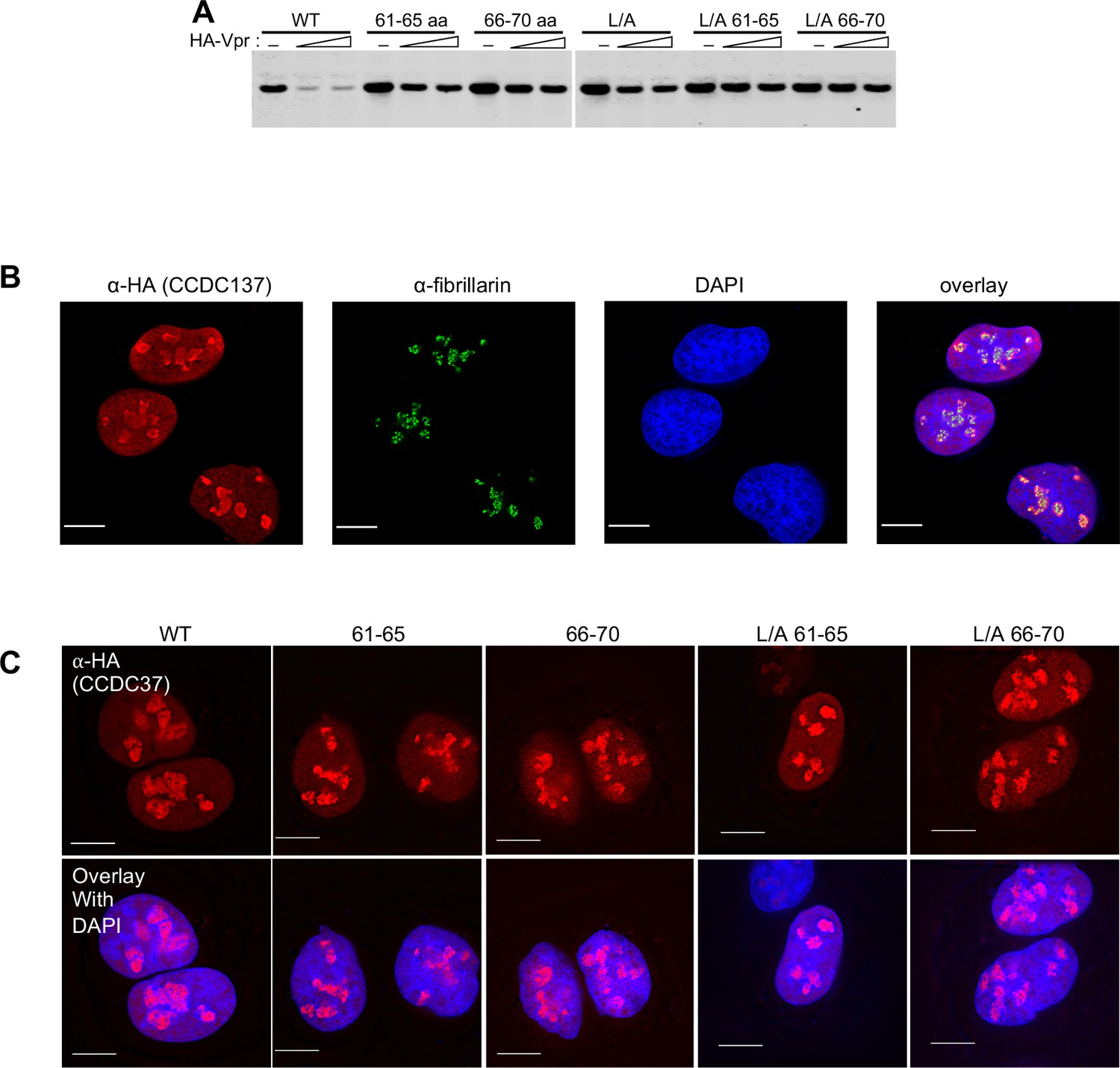 Figures And Data In HIV-1 Vpr Induces Cell Cycle Arrest And Enhances ...