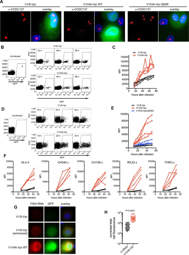 HIV-1 Vpr induces cell cycle arrest and enhances viral gene expression ...