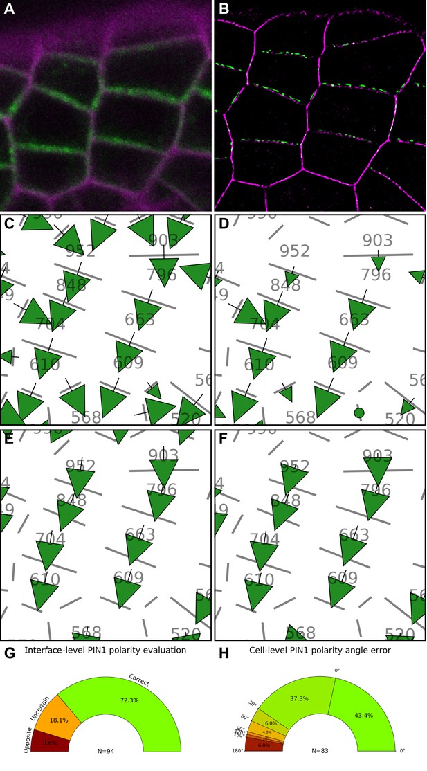 Figures And Data In Temporal Integration Of Auxin Information For The ...