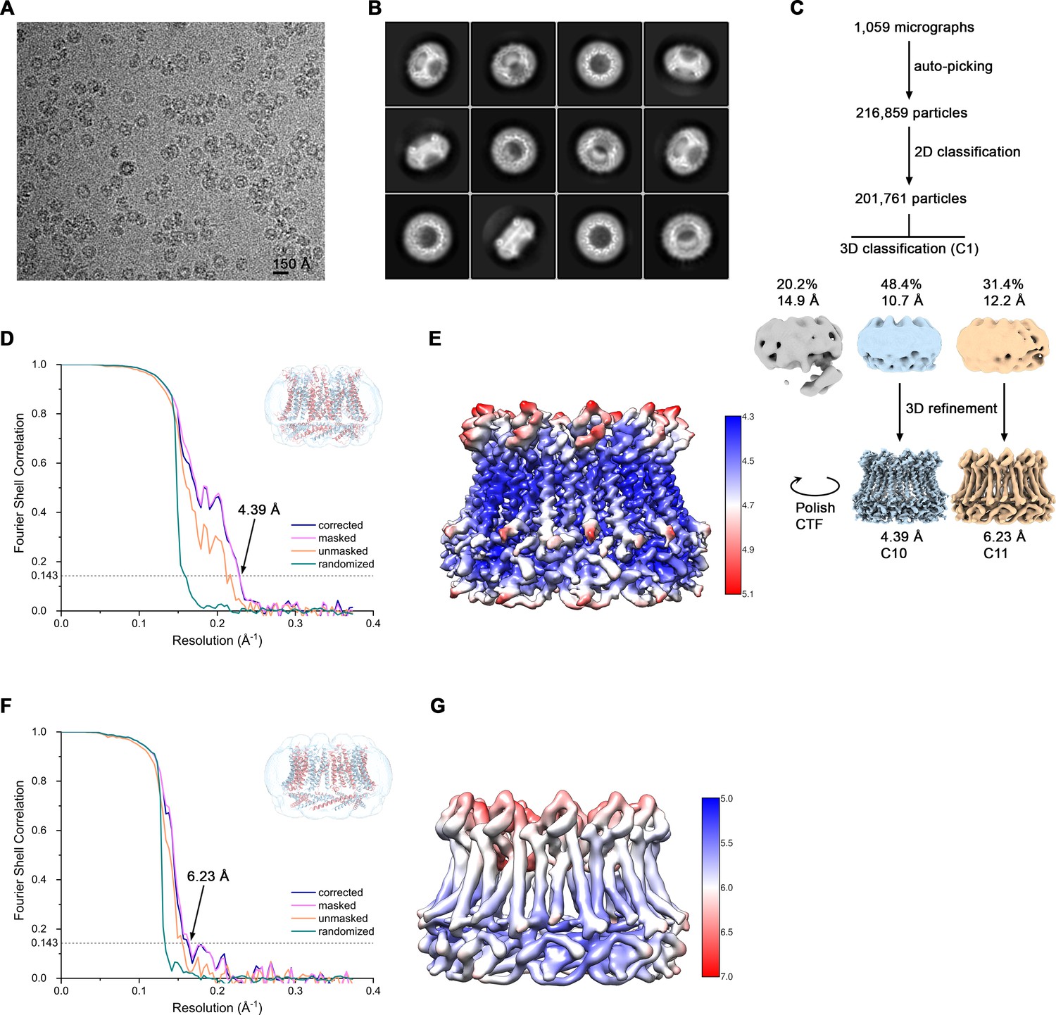 Figures and data in Cryo-EM structures and functional properties of ...