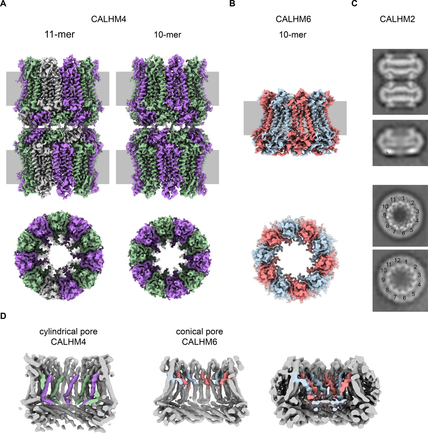 Figures And Data In Cryo-EM Structures And Functional Properties Of ...