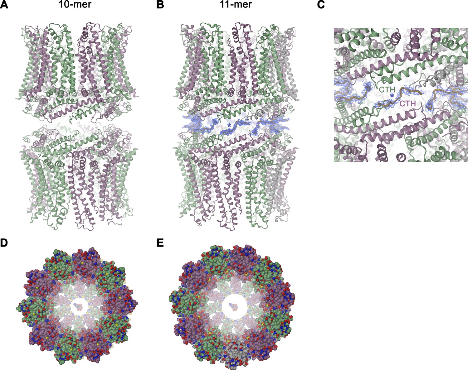 Figures and data in Cryo-EM structures and functional properties of ...