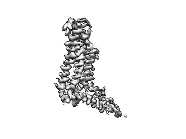 Cryo-EM structures and functional properties of CALHM channels of the ...