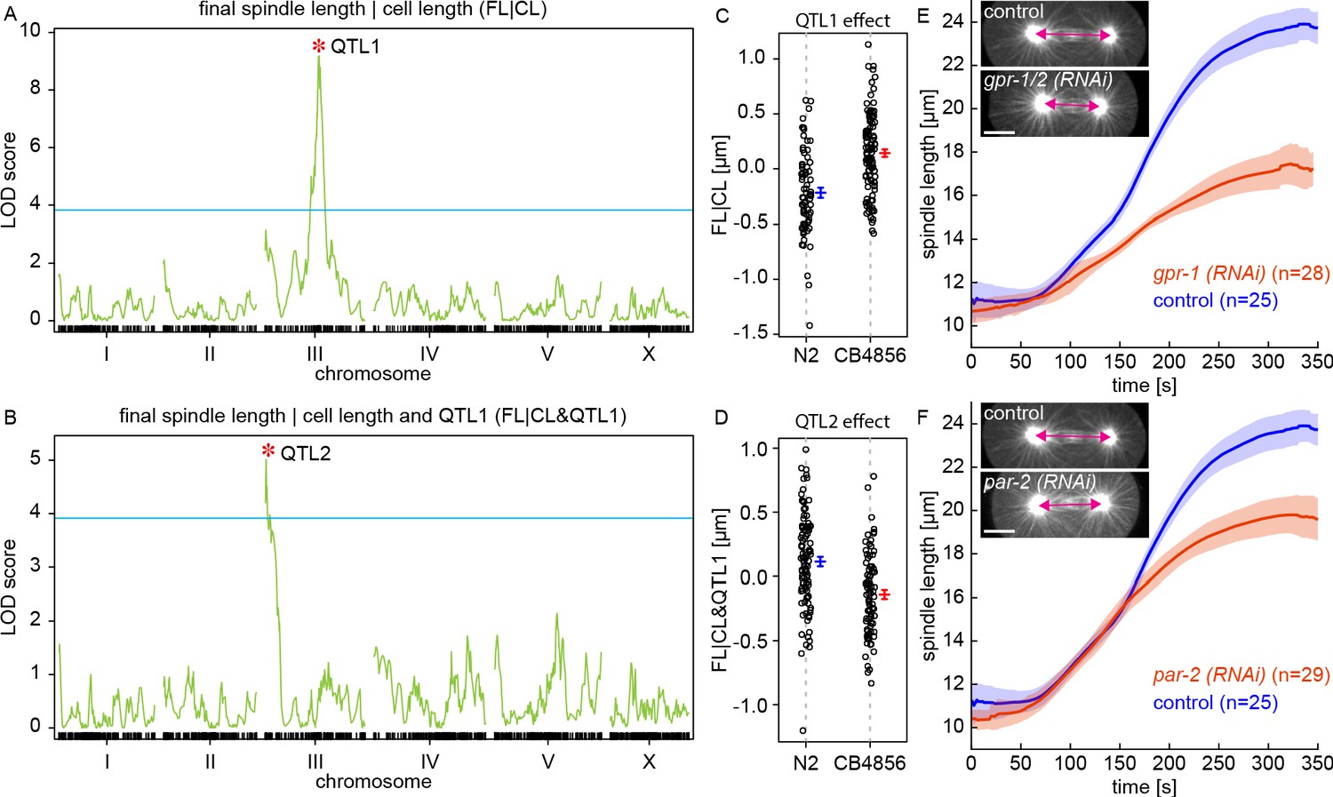 Figures and data in Stoichiometric interactions explain spindle ...