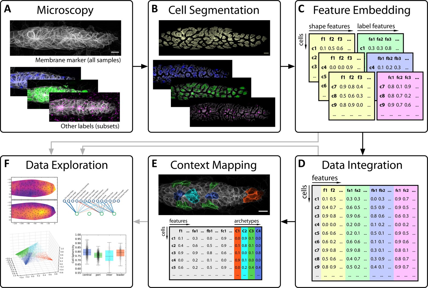 An image-based data-driven analysis of cellular architecture in a 