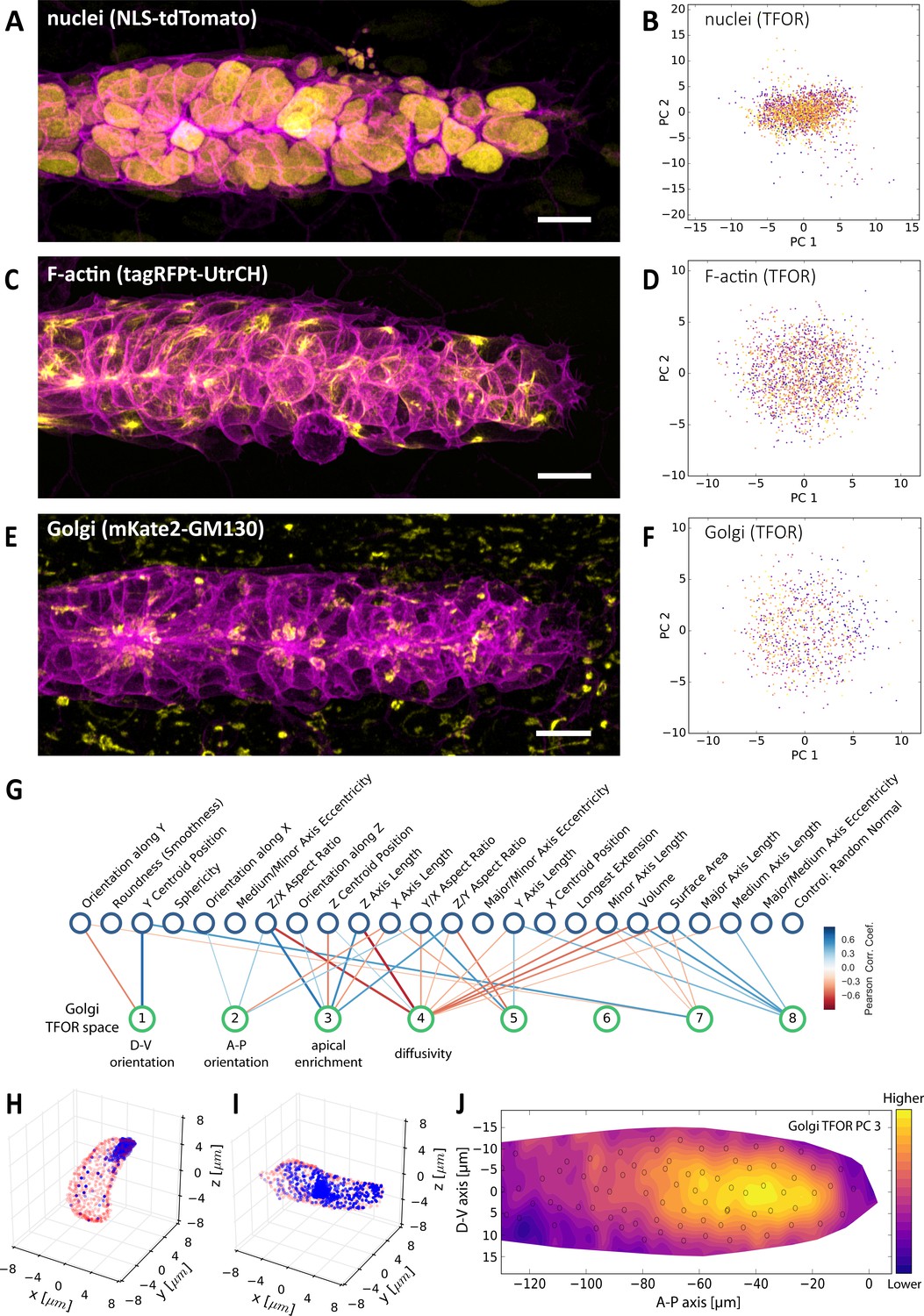 An image-based data-driven analysis of cellular architecture in a 