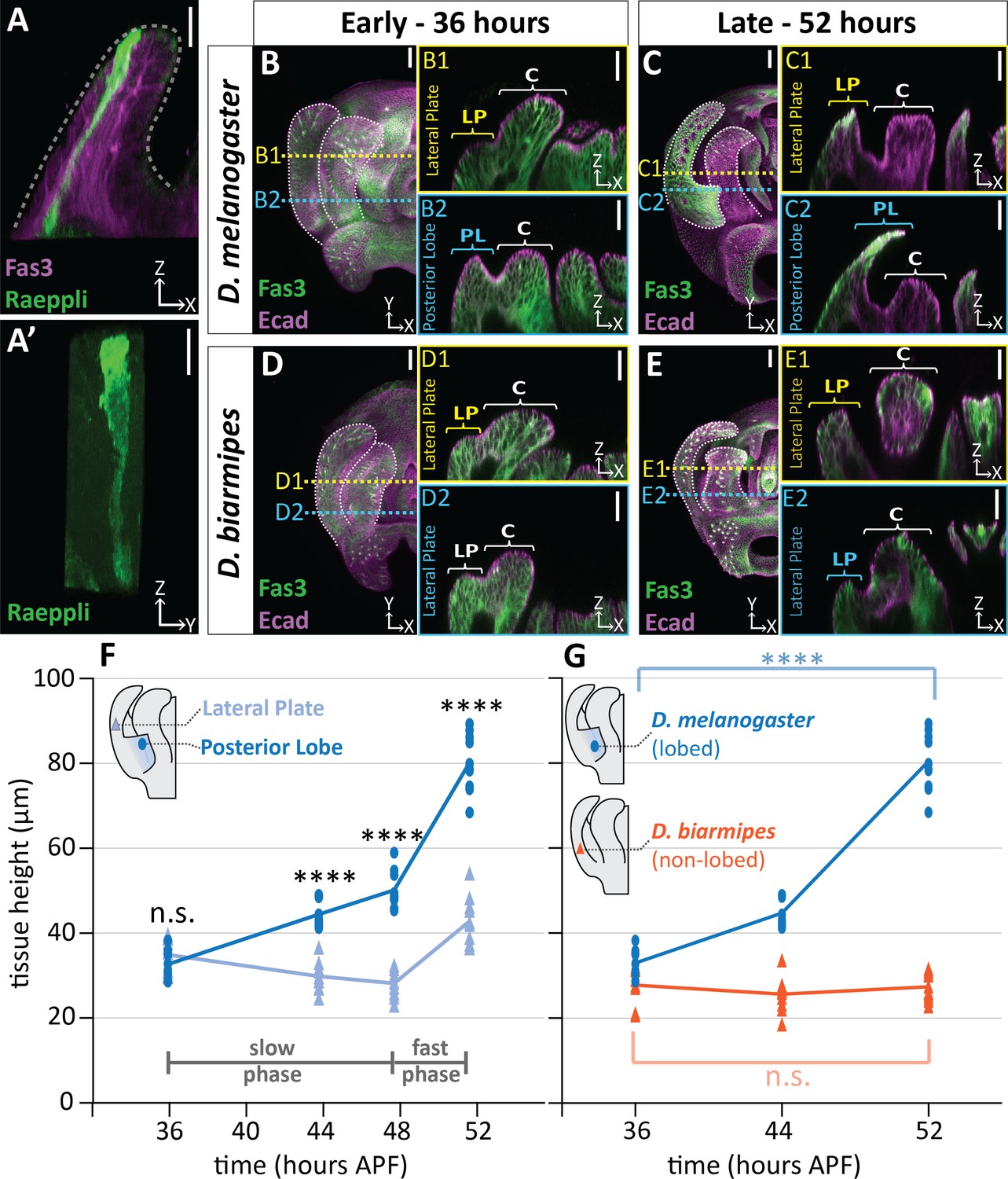 Evolutionary expansion of apical extracellular matrix is required