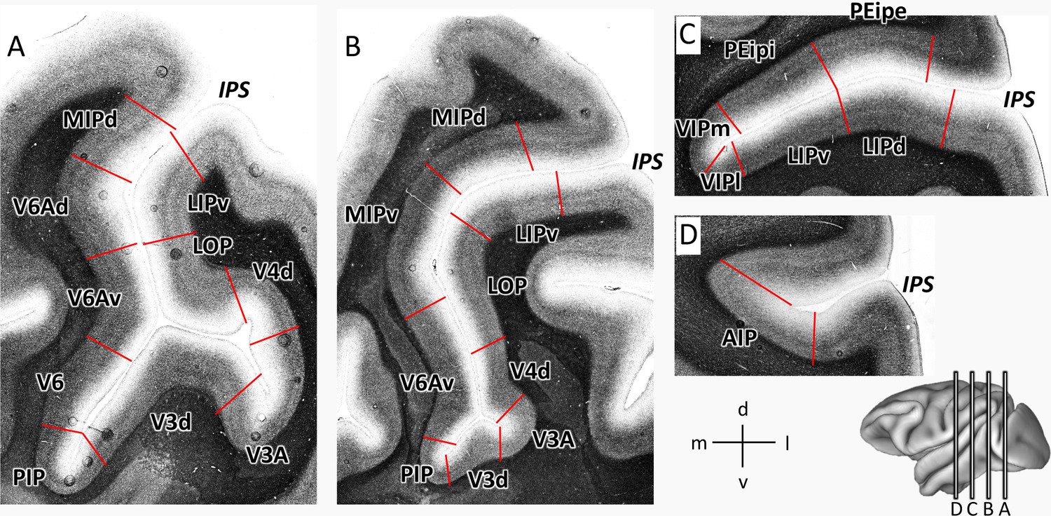 Receptor Driven Multimodal Mapping Of Cortical Areas In The Macaque