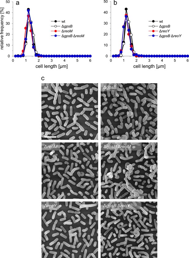 Figures and data in PrkA controls peptidoglycan biosynthesis through ...